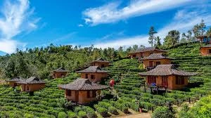 Traditional houses in the middle of tea plantations in the mountains of Pai, northern Thailand.