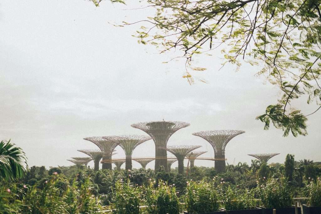 Les SuperTrees illuminés à Gardens by the Bay