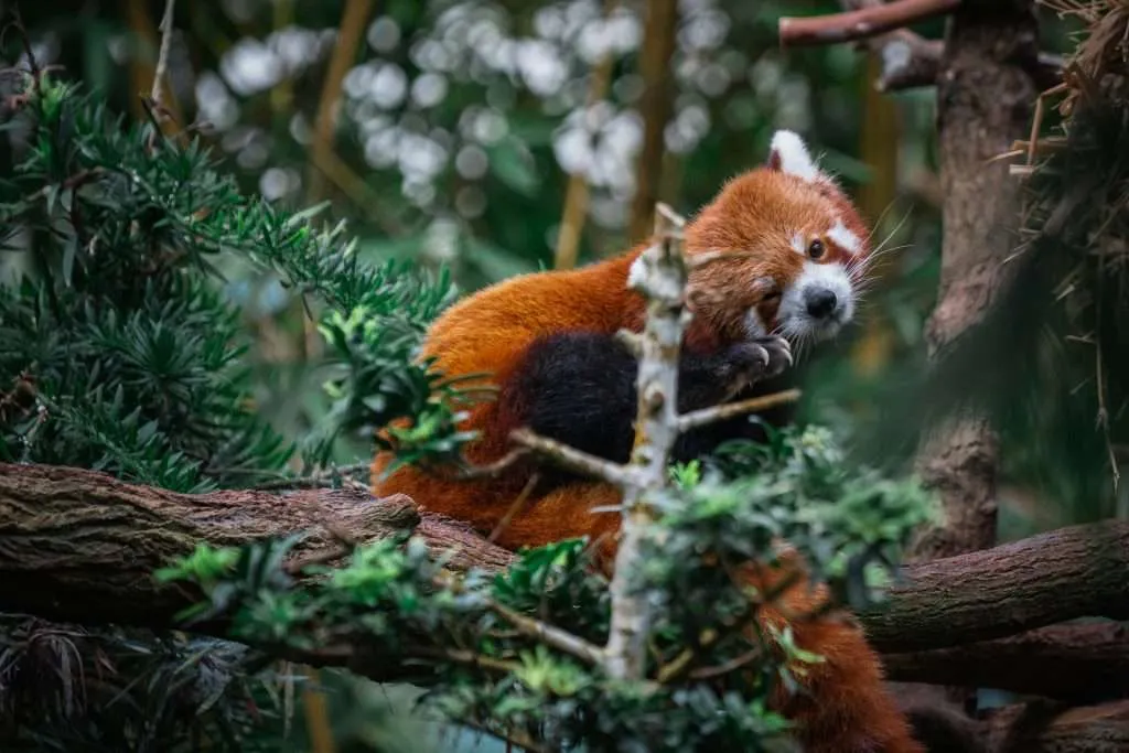 Panda roux au Zoo de Singapour, un lieu à visiter avec les enfants