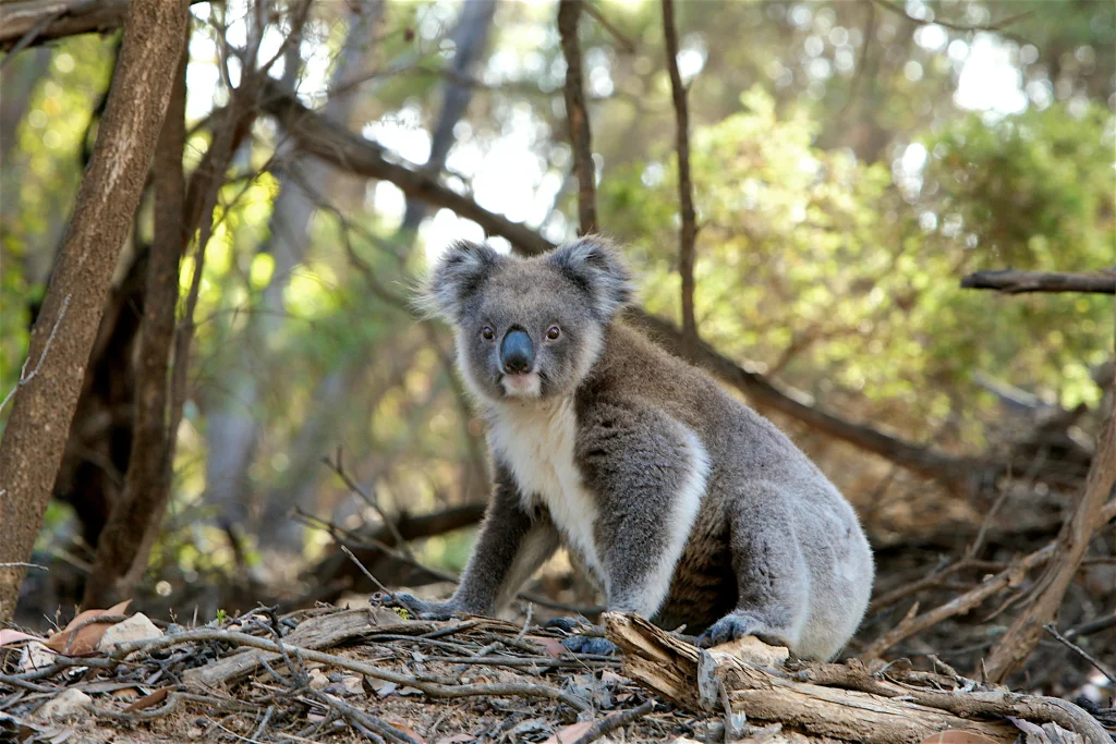 What to do in Australia Wildlife