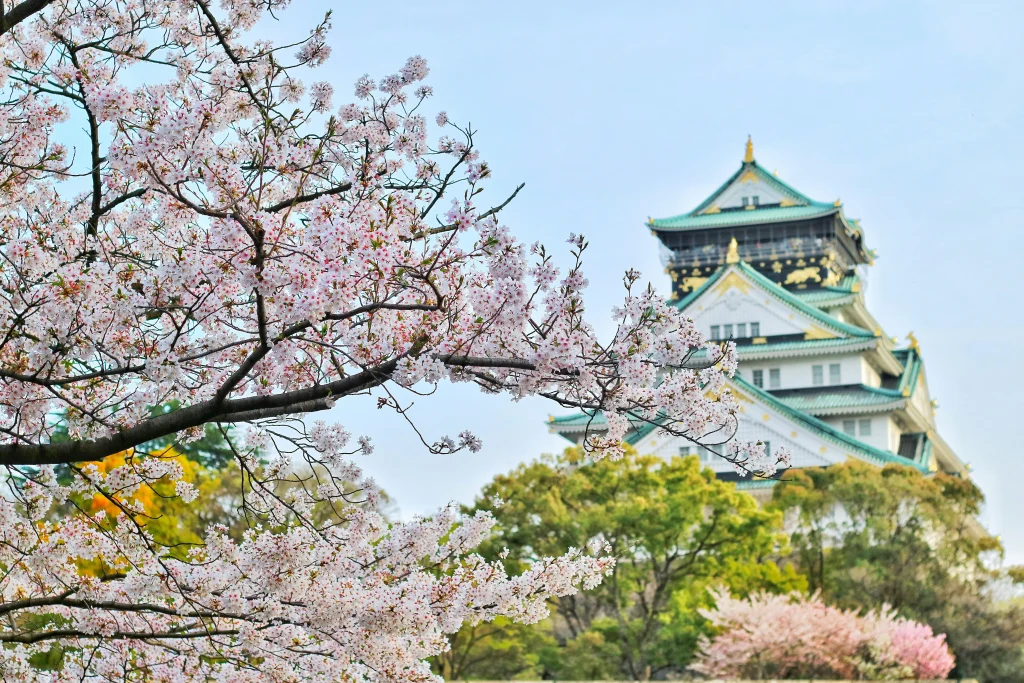 Beautiful cherry blossoms in full bloom with Osaka Castle in the background, capturing the essence of Japan’s spring season and historical architecture.