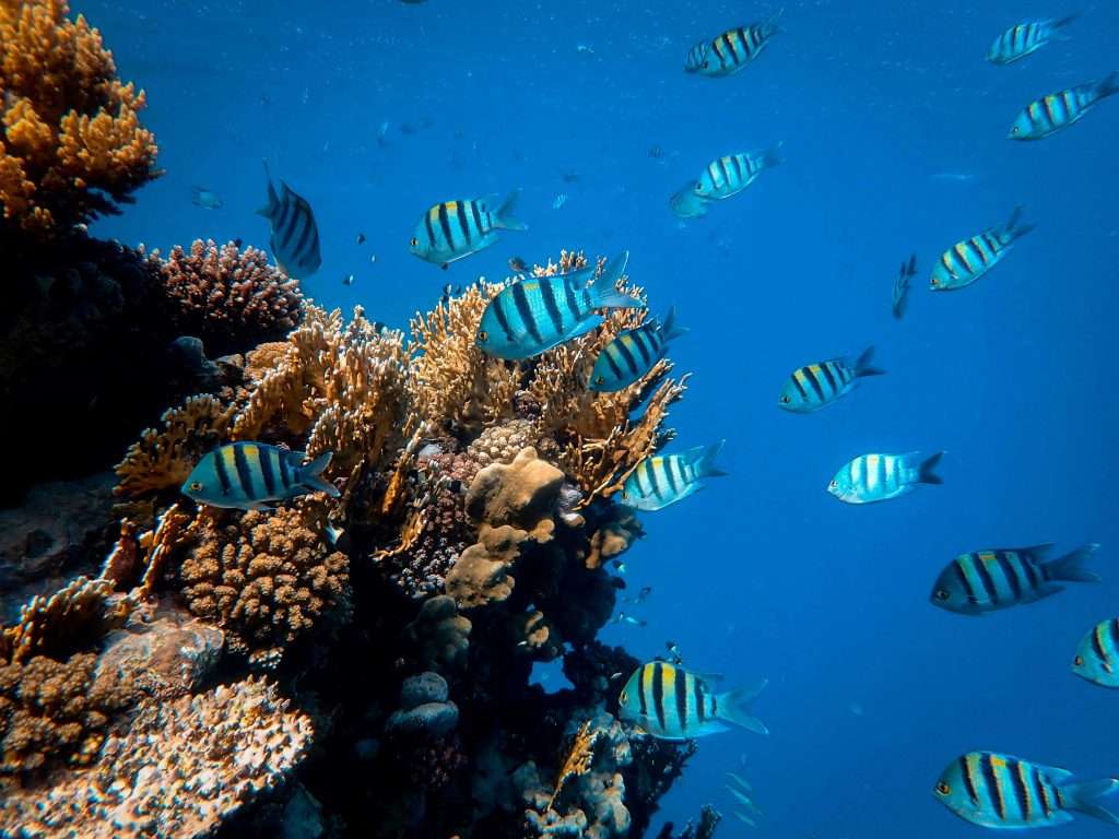 What to do in Lisbon? Visit Oceanário de Lisboa, one of Europe’s largest aquariums, home to diverse marine life and immersive ocean exhibits.