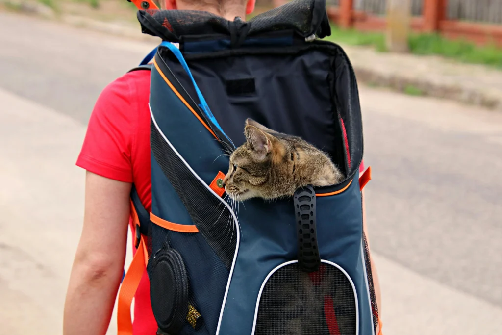 Un chat regarde autour de lui depuis un sac à dos de transport porté par une personne en t-shirt rouge, voyager avec un animal c'est profiter d'une promenade en plein air.