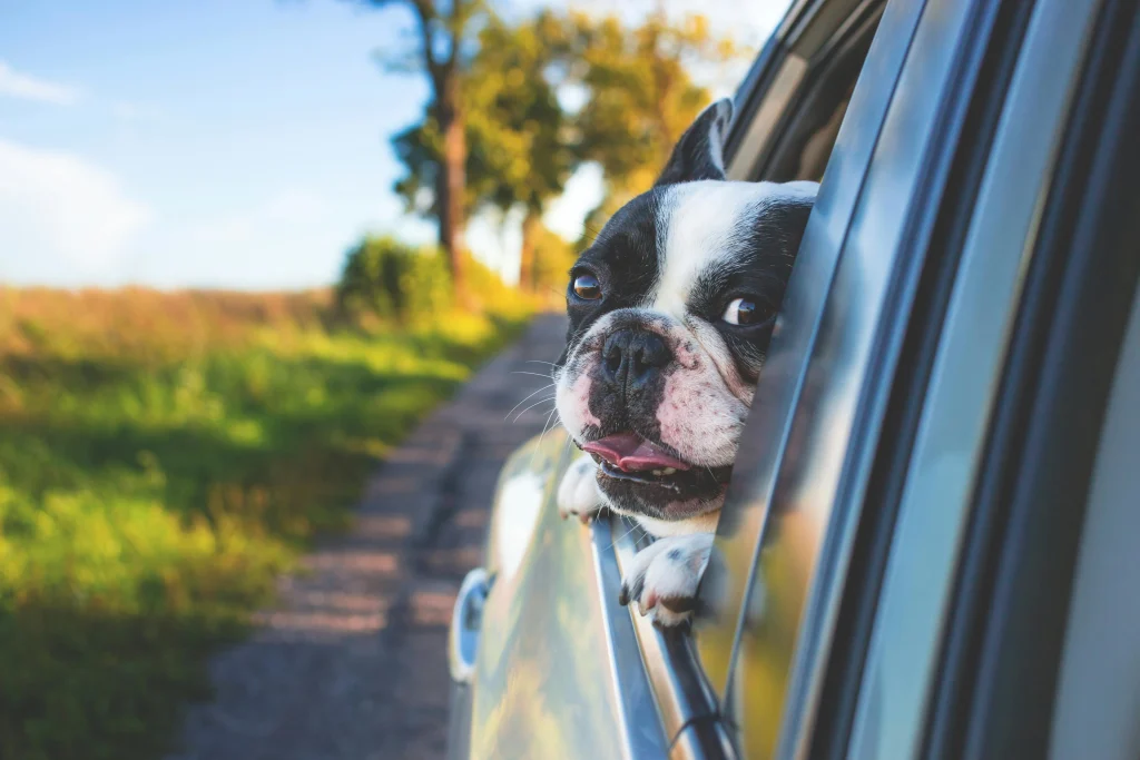 Un bouledogue heureux profite du vent en sortant la tête d'une voiture sur une route de campagne. Voyager avec un animal doit être sécurisé et agréable.