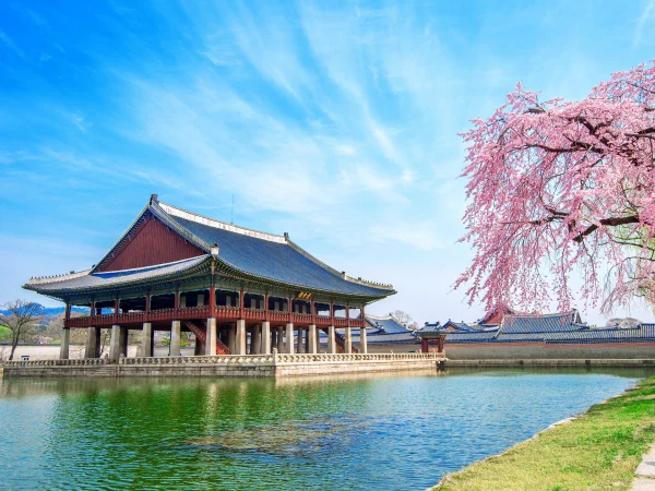 Springtime at Gyeongbokgung Palace in Seoul, capturing the cultural charm of major cities in South Korea with cherry blossoms in bloom.