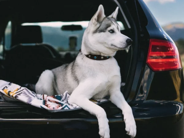 Un husky se repose dans le coffre ouvert d'une voiture lors d'un road trip. Voyager avec un animal demande préparation et confort pour son bien-être.