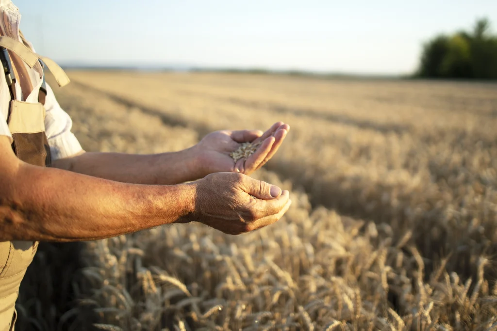 Farmer holding wheat grains in hands while standing in a golden field during harvest season, symbolizing agricultural work and rural livelihoods.