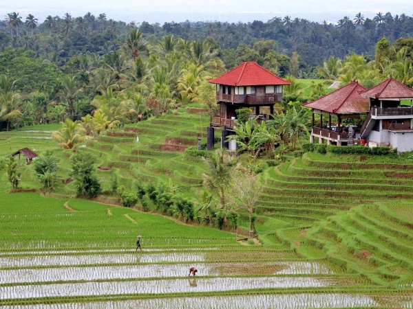 Scenic rice terraces and villas in Bali, representing rural living and nature as part of the cost of living in Bali experience.