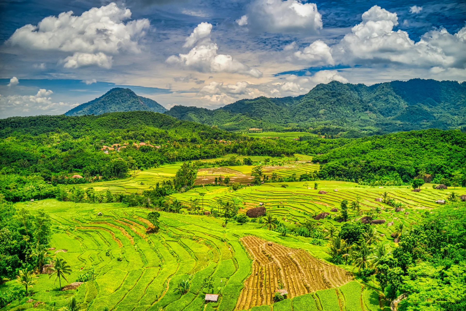 Rizières verdoyantes et collines tropicales sous un ciel éclatant dans une région rurale d’Indonésie, illustrant la beauté naturelle et le paysage agricole du pays.