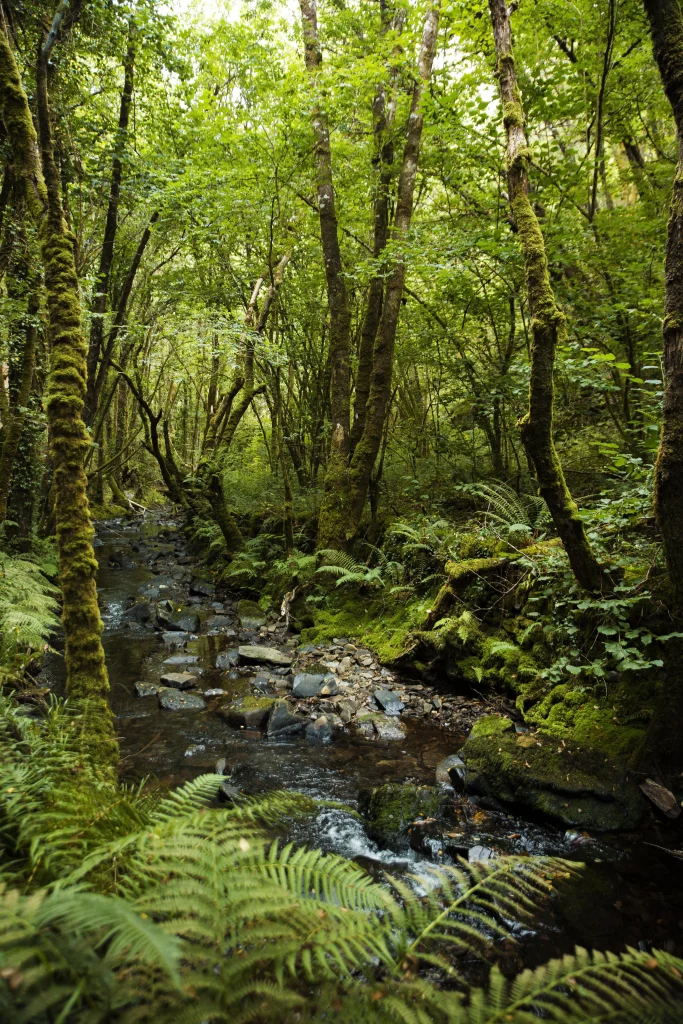 Dense tropical rainforest with a stream and lush vegetation, showcasing the natural wealth and exceptional biodiversity of the Amazon.